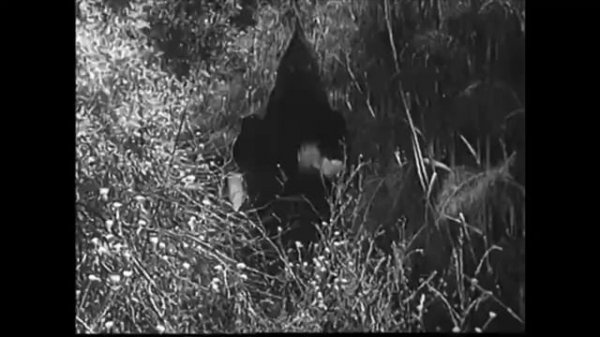 Tarzan and the Green Goddess (1938) Starring Bruce Bennett