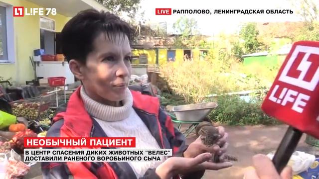 В центр спасения животных доставили необычного пациента смотреть онлайн