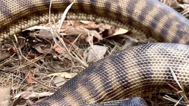 Rare Footage Captures Python Engaging In Cannibalism, Akara Archeology смотреть онлайн