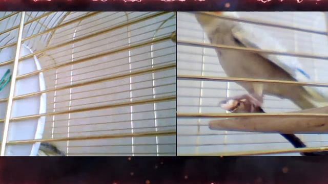 Попугаи корелла. Кореллы поют. Попугаи Корелла онлайн. Попугаи корелла видео