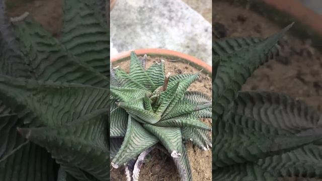 Haworthia limifolia Flowering for the 2nd time (succulent). смотреть онлайн