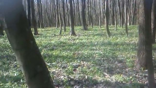 Весенний лес. Красота! смотреть онлайн