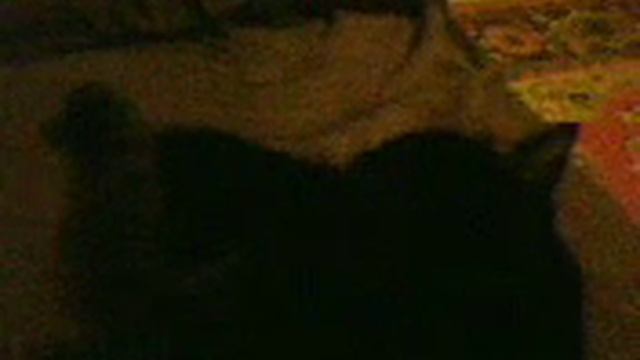 Кошка дёргается 2. смотреть онлайн