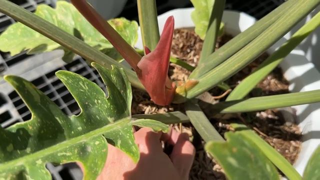 BAGONG LIPAT NAKILALA SA TIG P50 NA PHILODENDRONS! смотреть онлайн