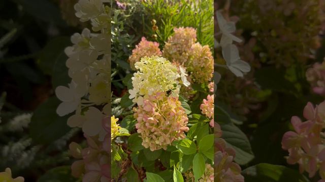 Pollinator on Fire Light Tidbit Hydrangea смотреть онлайн