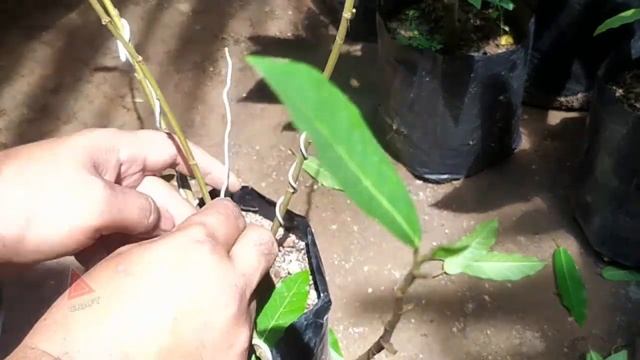Bonsai Tree - Ficus Racemosa Formation Stage