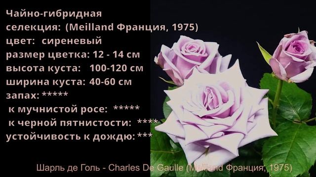Как распускается роза Шарль де Голь - Charles De Gaulle (Meilland Франция, 1975) смотреть онлайн