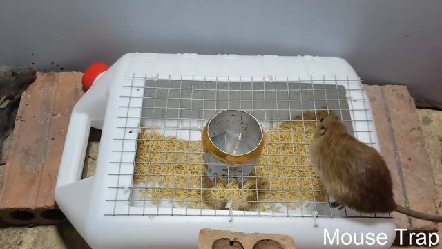 Saving 10 Mice in 10 minute ? Rat trap 1 gaten ? Stupid Mouse Trap ? Easy make a Mouse Trap смотреть онлайн