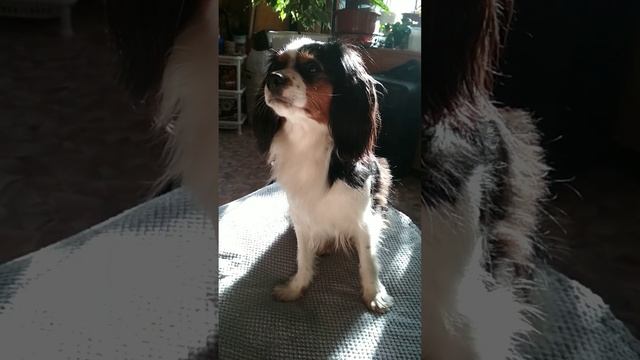 73. Кавалер Кинг Чарльз Спаниель смотреть онлайн