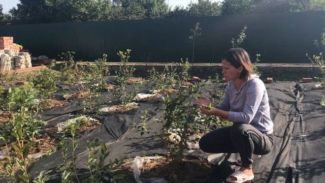 Голубика осенью, плодовые почки, осенние удобрения, подготовка к зимовке голубики смотреть онлайн