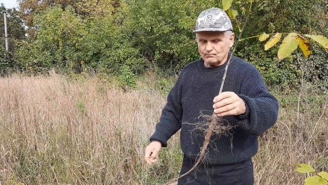Посадка грецкого ореха высокорослого смотреть онлайн