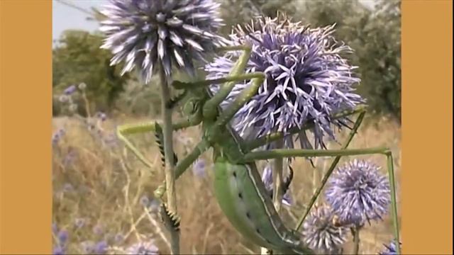 Национальный природный парк "Тузловские лиманы" смотреть онлайн