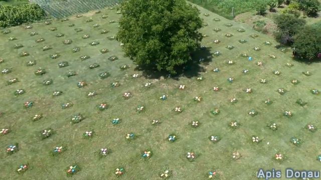 One of our Mating Stations - Apis Donau смотреть онлайн