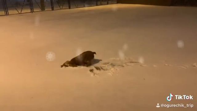 Кокер спаниель без ума от снега! смотреть онлайн