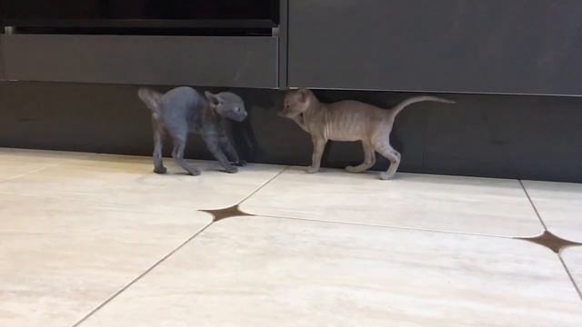 Котятки смотреть онлайн