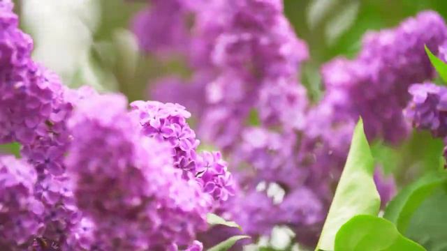 Для вас с любовью! Это Безумно Красивая Мелодия! Цветы красиво распускаются под музыку.Сергей Грищу смотреть онлайн