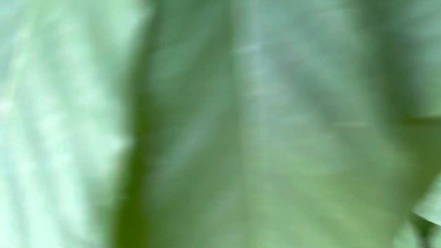 Экзотический фрукт ? под названием Азимина смотреть онлайн