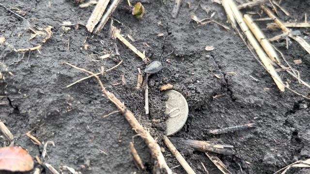 Поиск монет с Nokta Simplex+ & Nokta LEGEND коп 2023 СЕРЕБРО #коп2023 #поискмонет #simplex #legend