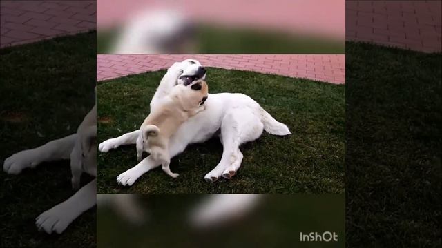 Наши сао и мопс смотреть онлайн