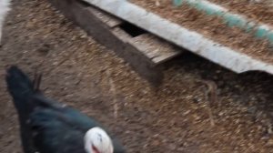 Тонкости разведения мускусных уток.