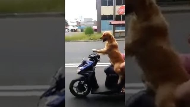 Собака за рулем скутера! Dog Drives A Motorcycle Around The City! смотреть онлайн