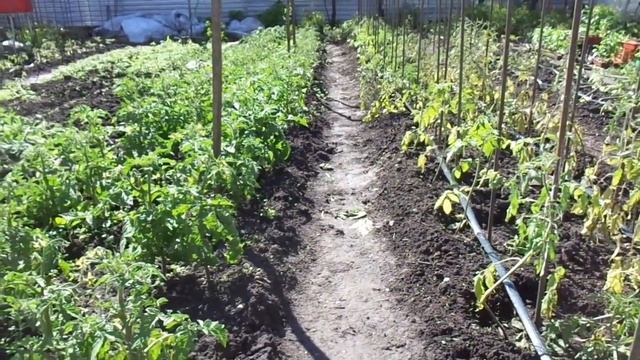 КАК ПОЛИВАТЬ ТОМАТЫ В ОТКРЫТОМ ГРУНТЕ? Ольга Чернова. смотреть онлайн