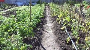 КАК ПОЛИВАТЬ ТОМАТЫ В ОТКРЫТОМ ГРУНТЕ? Ольга Чернова.