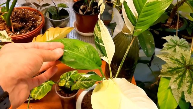 Вариегатные растения / ПРОБЛЕМЫ / СЮРПРИЗЫ / РЕКОМЕНДАЦИИ смотреть онлайн