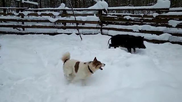 Работа собаки по кабану смотреть онлайн
