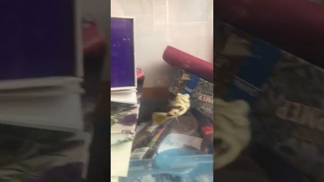 Тетраодон фахак.Макс. смотреть онлайн