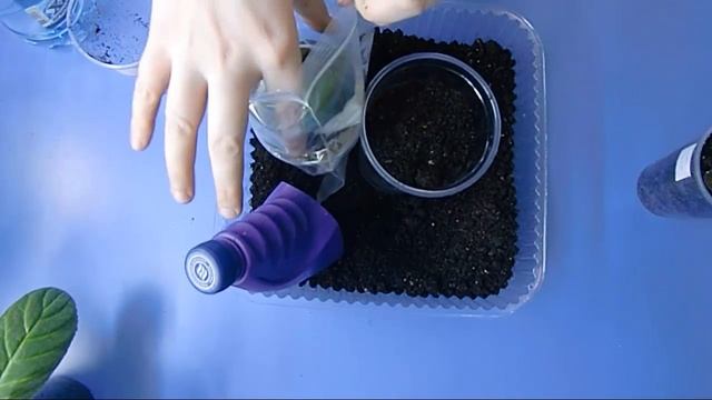 ?Пересадка деток глоксинии. Деформация цветка. Цветок кривой? ?How to grow gloxinia part №15 смотреть онлайн