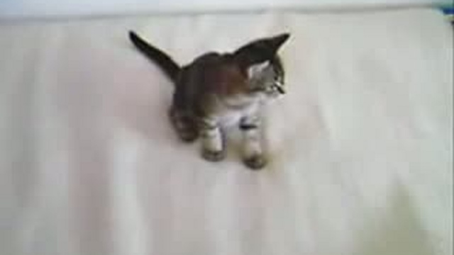 Забавные животные 29 смотреть онлайн