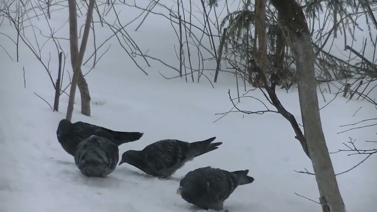 ПТИЦЫ НА СНЕГУ 15.02.2024 смотреть онлайн