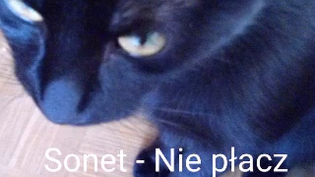 🎶 Sonet - Nie płacz 🎦 618. dzień pobytu Kici u mnie 26 kwietnia 2019 roku ⏱️ 3:51 смотреть онлайн