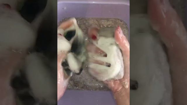 Размокшее дегтярное мыло от Невской косметики смотреть онлайн