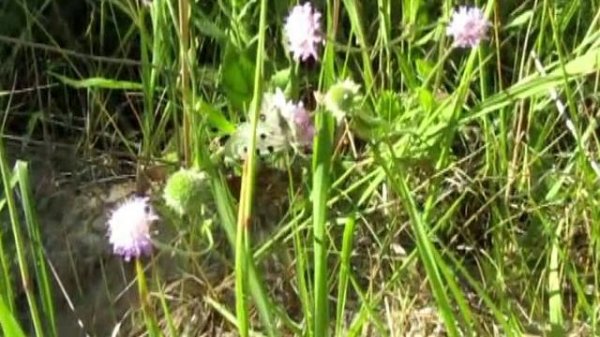 Бабочка Аполлон (Parnassius apollo). Владимирская обл. 06.07.2021