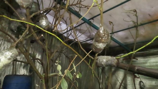 Как размножить инжир. Окоренение черенков во мхе сфагнуме. Мой метод, 99% успешный результат. смотреть онлайн