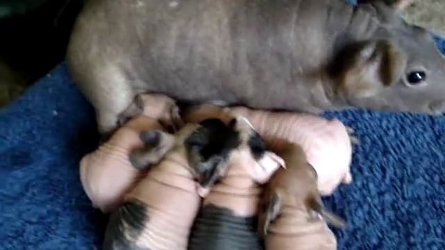 Skinny Pig Babies
