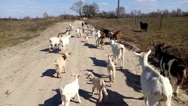 Козы, домой! смотреть онлайн