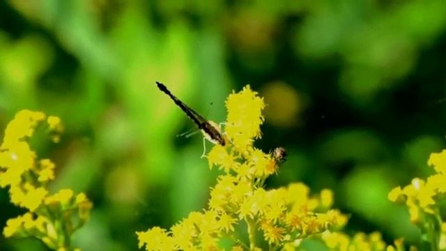 Дарите людям радость и добро... смотреть онлайн