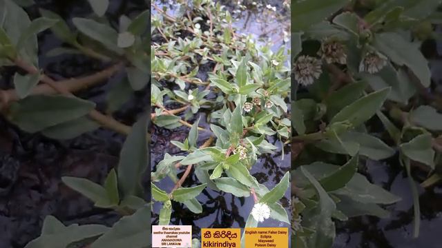 Indigo plant..அவுரி தாவரம்කීකිරිඳිය නිල් අවරිය False Daisy Kaikechi அவுரி தாவரம் ప్లాంట్ అవారి సె смотреть онлайн