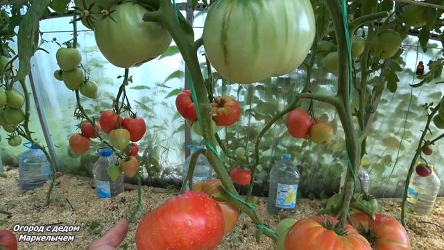 ТОМАТ ДАКОТА (ДА-КОСТА). Обзор сорта. смотреть онлайн