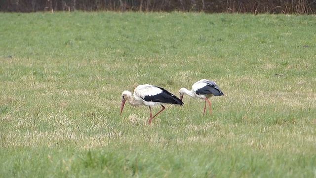 Белые аисты.