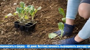 Выращиваем цветную капусту в открытом грунте