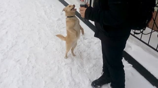 СОБАКА ХОДИТ НА ДВУХ ЛАПАХ! ШОК!!! смотреть онлайн