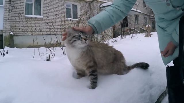 ✔ МОЙ КОТ ВПЕРВЫЕ УВИДЕЛ СНЕГ | РЕАКЦИЯ КОТА на СНЕГ смотреть онлайн