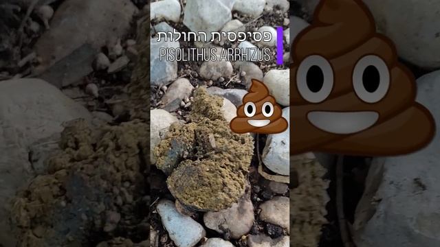 Грибы в Израиле - פטריות בר בישראל - פטריות ליד הבית - עורית - פסיפסית - Wild Mushrooms Israel смотреть онлайн