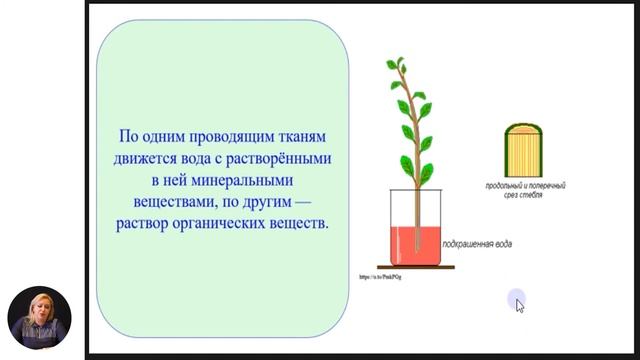 Биология, 6-й класс, Вегетативные органы цветковых растений и их функции... смотреть онлайн
