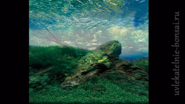 Акваскейпы Такаши Амано. Aquarium design Takashi Amano смотреть онлайн
