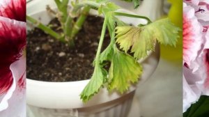 Желтеет и погибает королевская пеларгония. Проблемы выращивания и их решения.